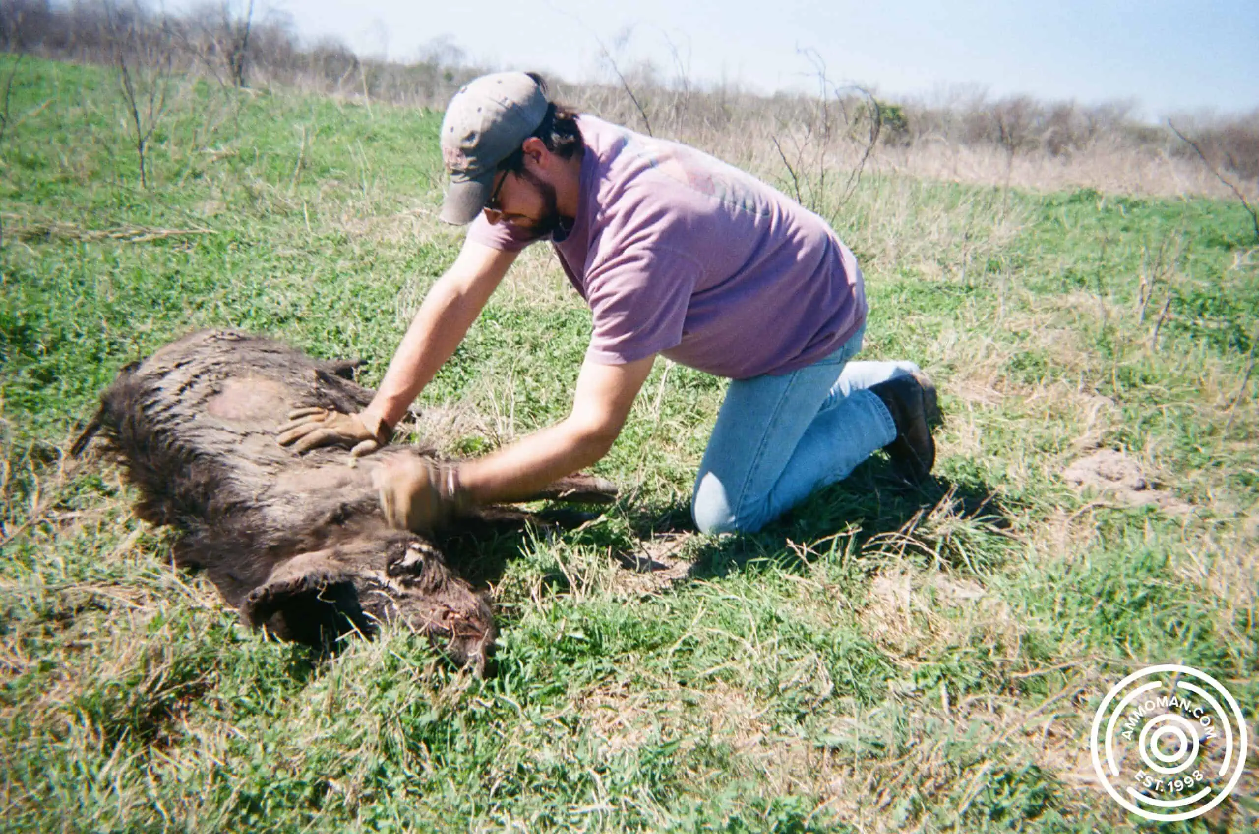 Dressing a hog in Texas.