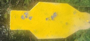 A steel target after testing the Smith & Wesson Model 10.