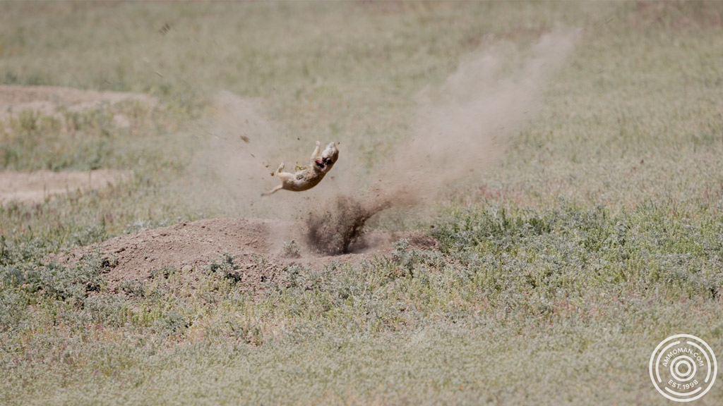 Hunting prairie dog with .308 