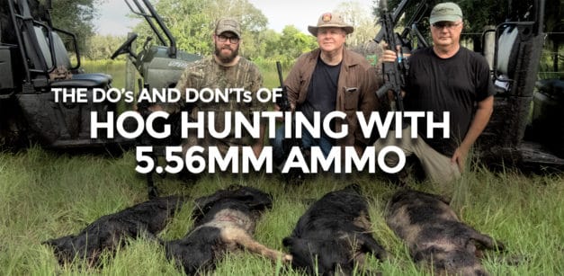 Using 5.56mm Ammo for Hog Hunting
