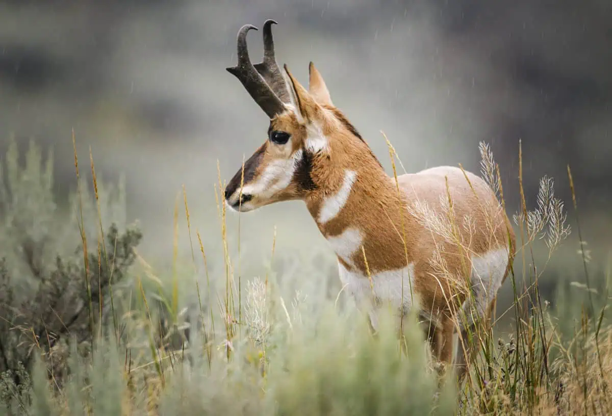 pronghorn in a field waiting for a hunter